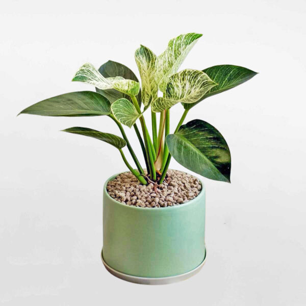 Cây Trầu Bà Đế Vương Kim Cương