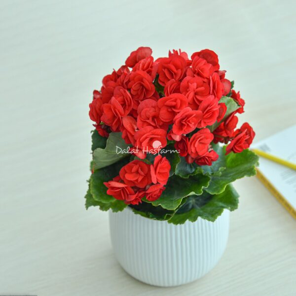 Thu Hải Đường