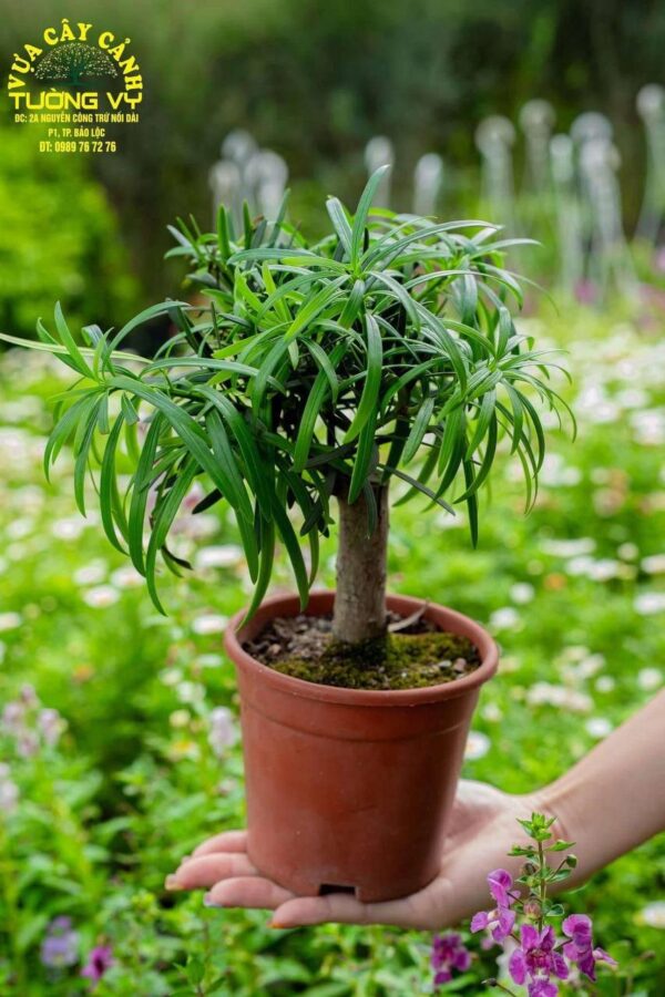 Tùng La Hán Mini Để Bàn