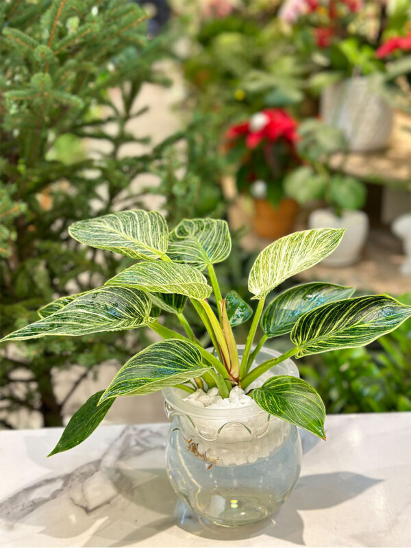 Cây Trầu Bà Đế Vương Kim Cương - Hình ảnh 4