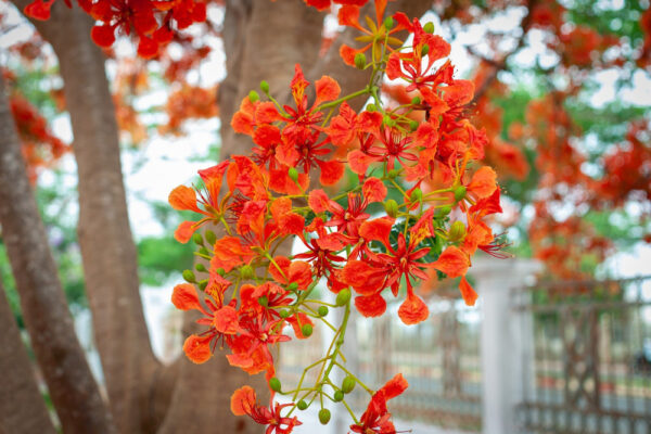 Cây Phượng Vàng, Phượng Đỏ, Phượng tím - Hình ảnh 6