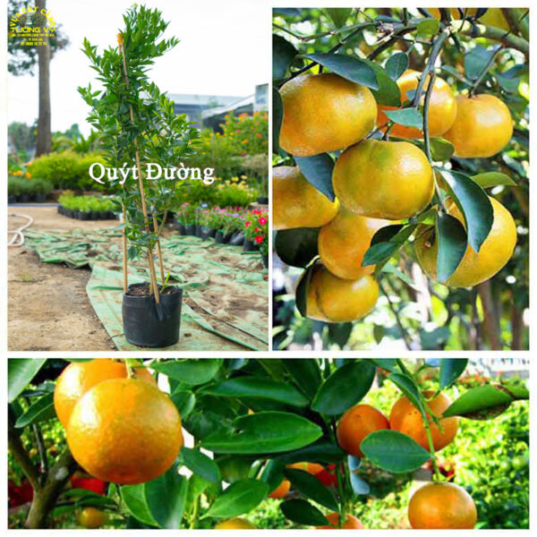 Cây Quýt Đường