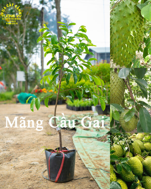 Mãng Cầu Gai