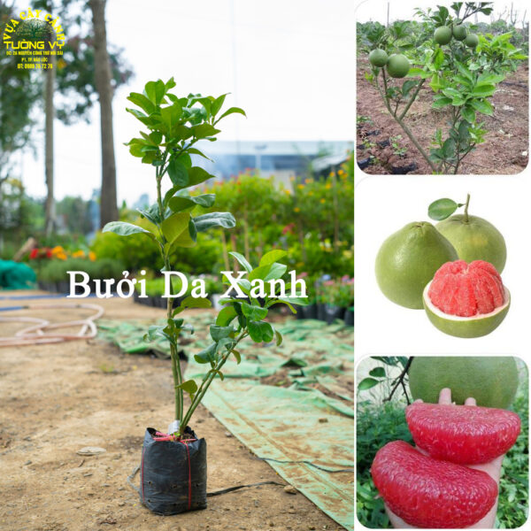 Bưởi Da Xanh