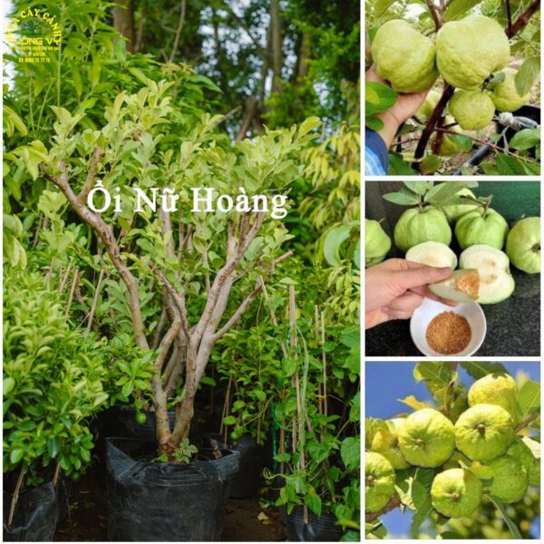 Ổi Nữ Hoàng