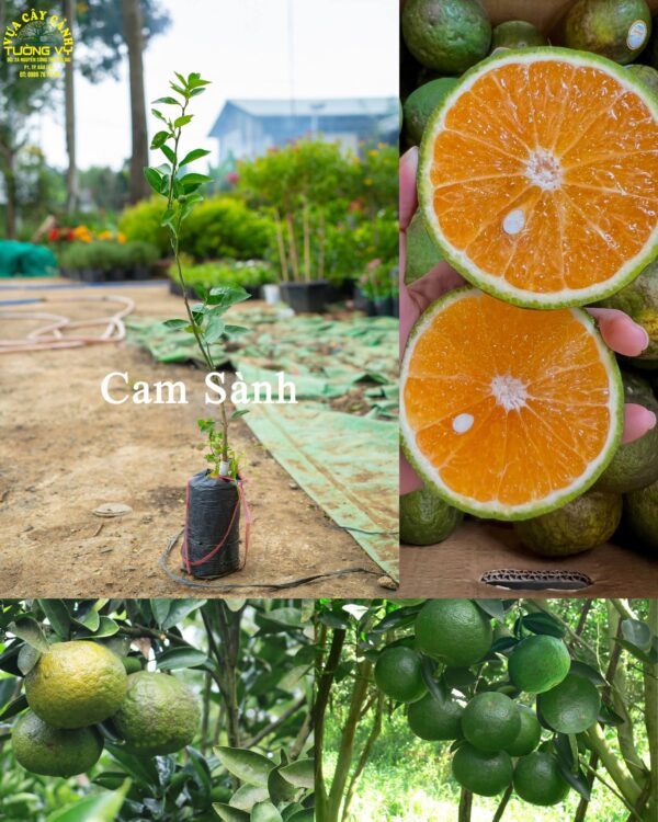 Cam Sành