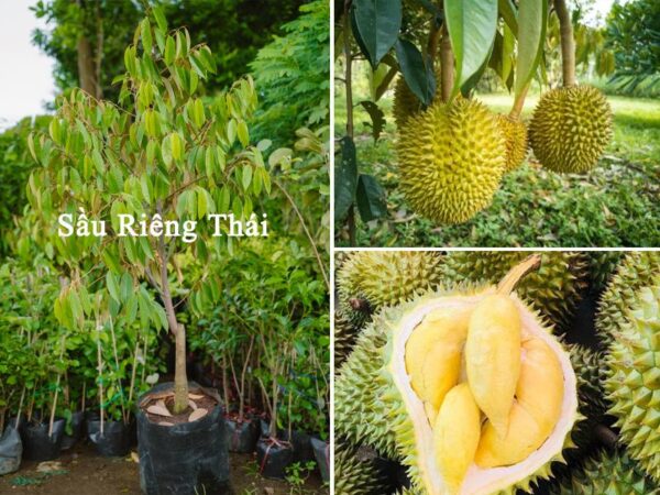 Sầu Riêng Thái
