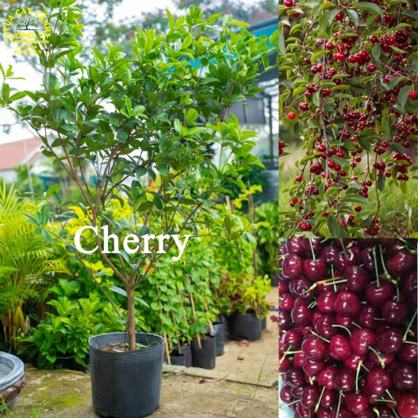 Cherry