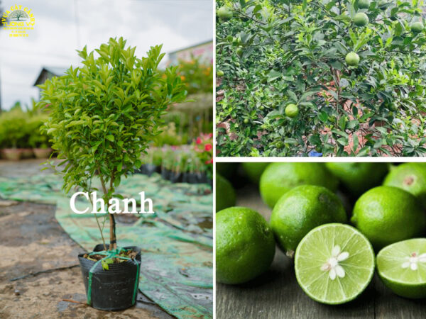 Chanh