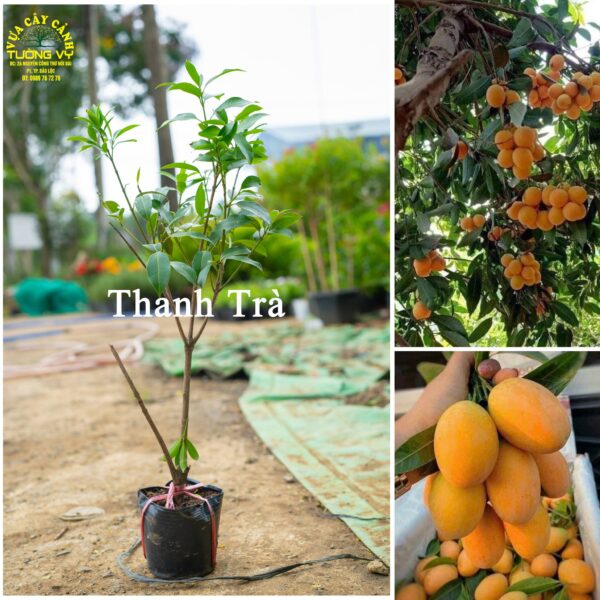 Thanh Trà