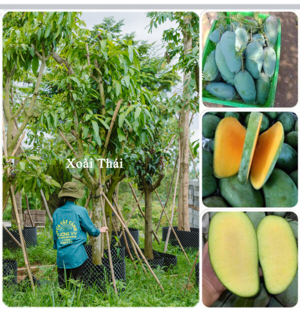 Xoài Thái