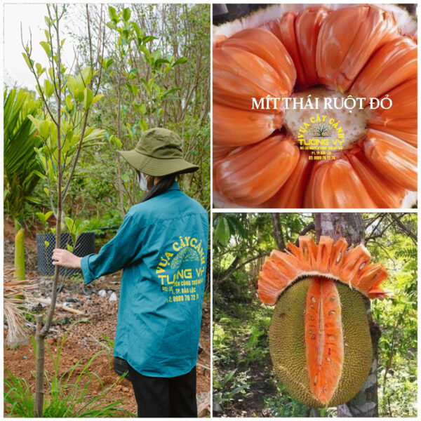 Mít Thái Ruột Đỏ