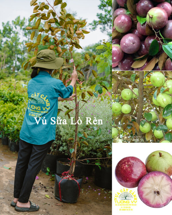 Vú Sữa Lò Rèn