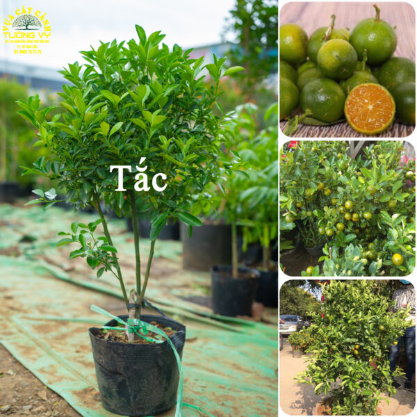 Tắc
