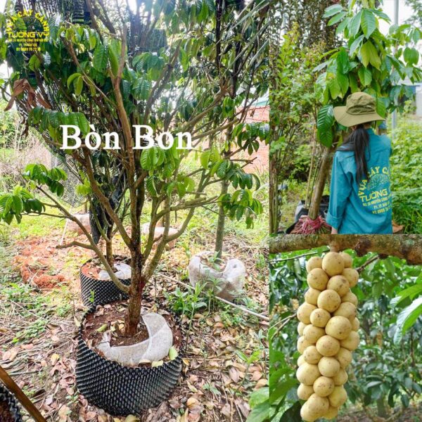 Bòn Bon