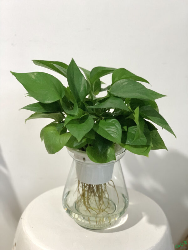 Cây Trầu Bà Xanh - Hình ảnh 2