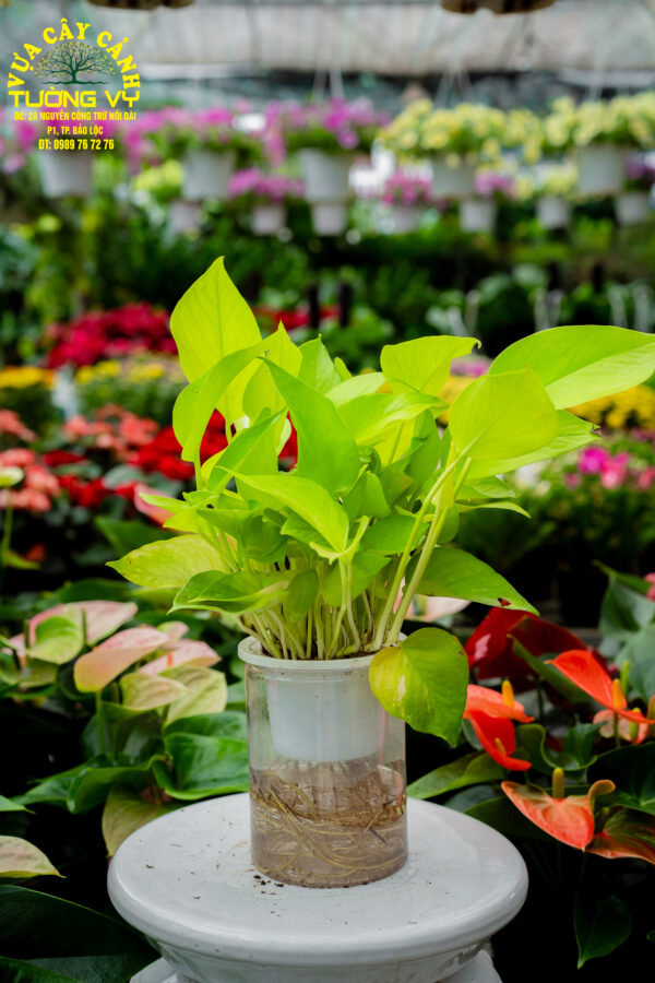 Cây Trầu Bà Vàng