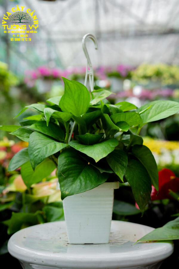 Cây Trầu Bà Xanh