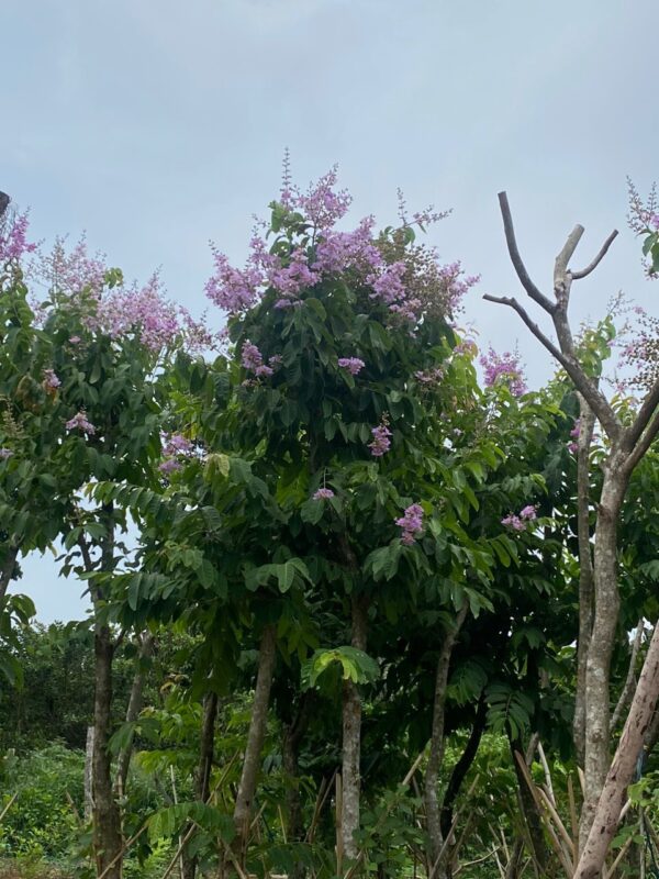 Cây Bằng Lăng - Hình ảnh 6