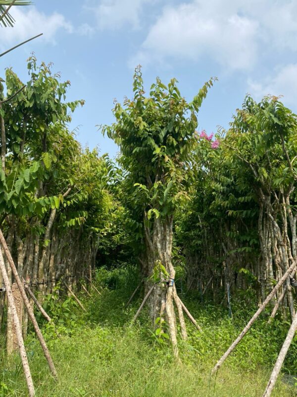 Cây Bằng Lăng - Hình ảnh 5