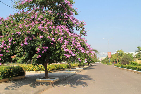 Cây Ban Tím - Hình ảnh 3