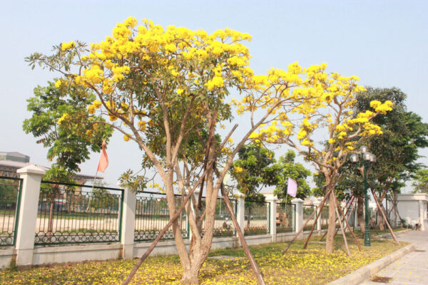 Cây Chuông Vàng - Hình ảnh 3