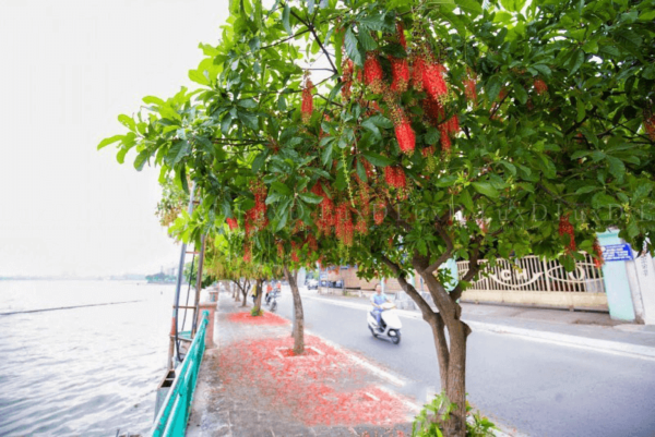 Cây Lộc Vừng - Hình ảnh 3