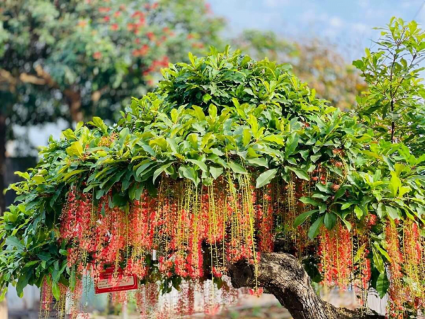 Cây Lộc Vừng - Hình ảnh 4