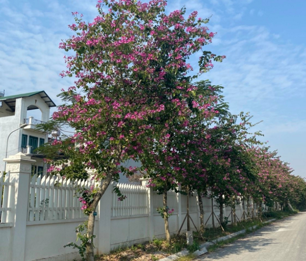 Cây Ban Tím - Hình ảnh 4