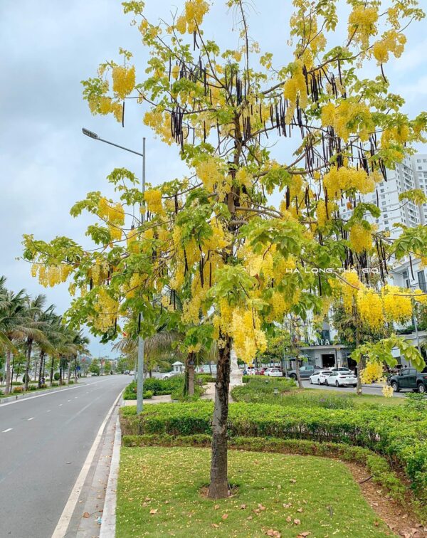 Cây Osaka Vàng - Hình ảnh 4