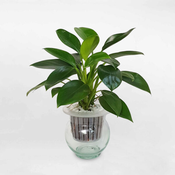Cây Trầu Bà Xanh - Hình ảnh 3
