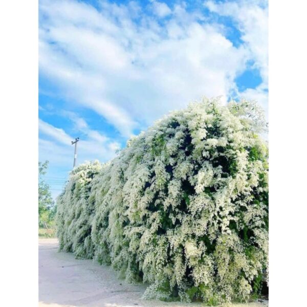 Cây Đinh Hương Nhật - Hình ảnh 4