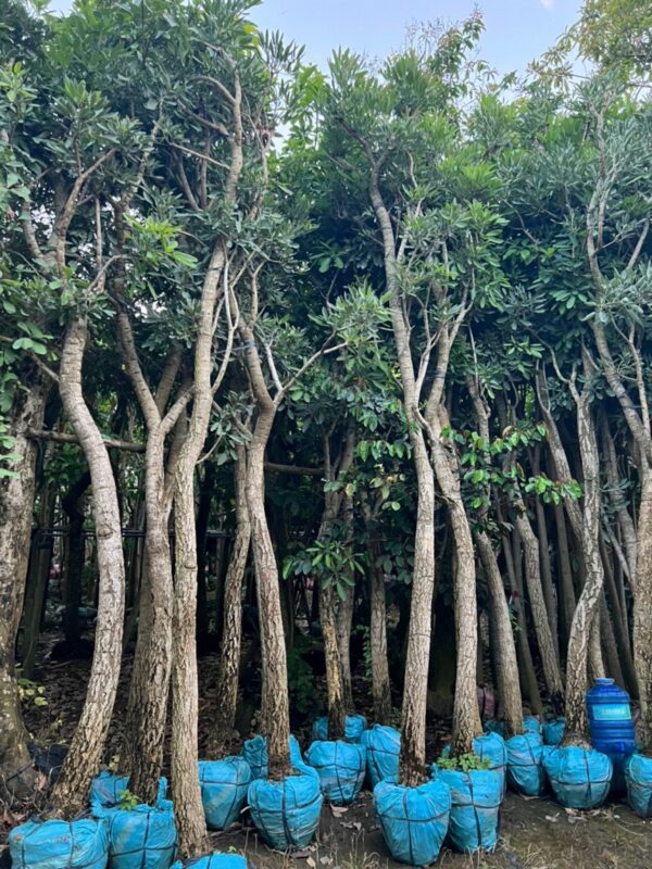 Cây Chuông Vàng - Hình ảnh 5