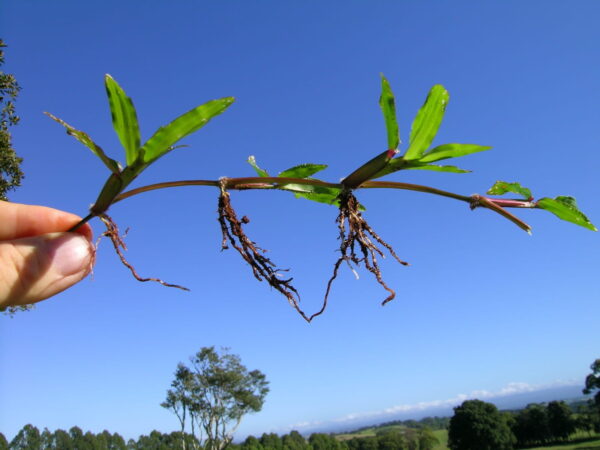 Cỏ Gừng - Hình ảnh 3