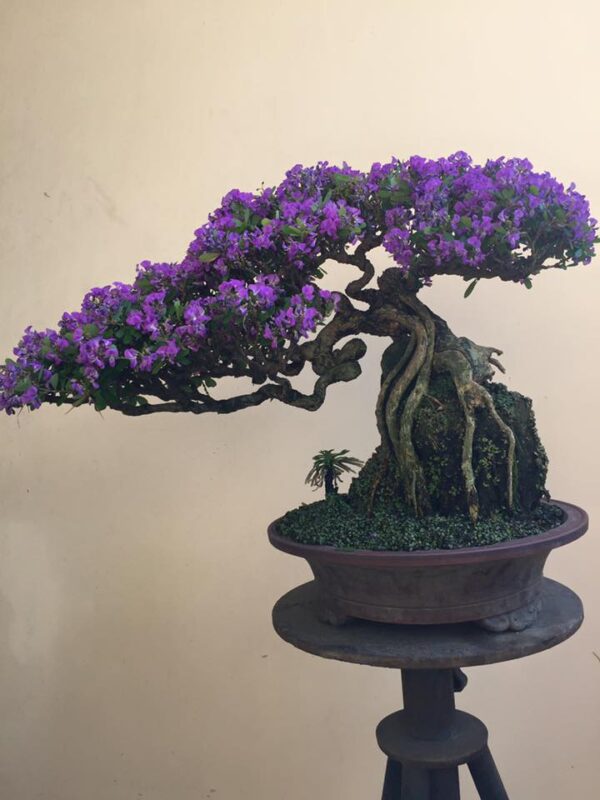 Cây Linh Sam - Hình ảnh 5