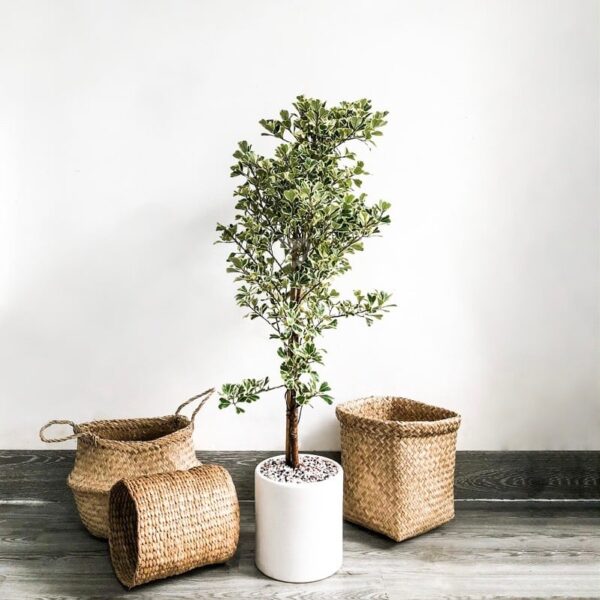 Cây Bàng Đa Phúc - Hình ảnh 4