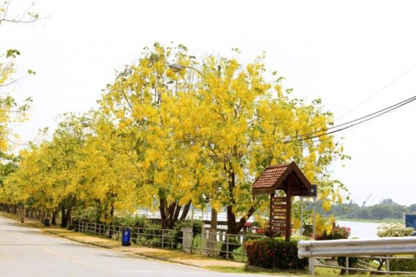 Cây Osaka Vàng - Hình ảnh 3