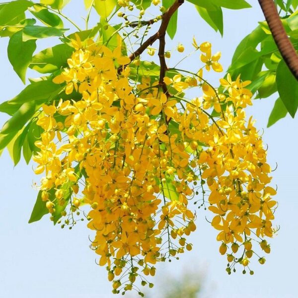 Cây Osaka Vàng - Hình ảnh 5
