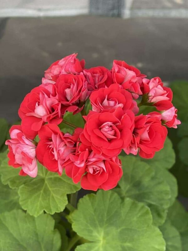 Cây Phong Lữ Thảo - Hình ảnh 6