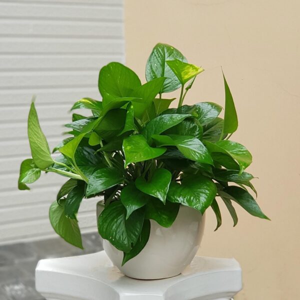 Cây Trầu Bà Xanh - Hình ảnh 4