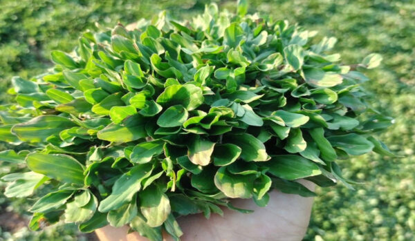 Cỏ Gừng - Hình ảnh 4