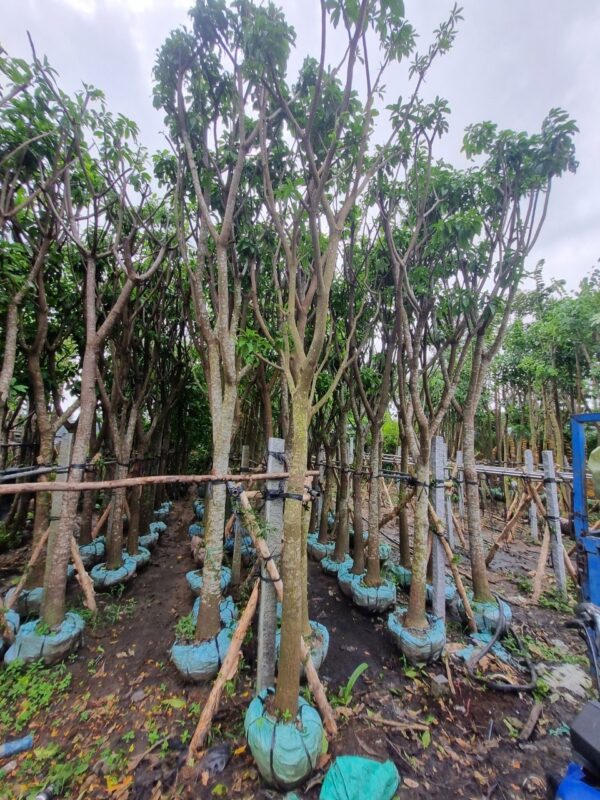 Cây Lộc Vừng - Hình ảnh 2