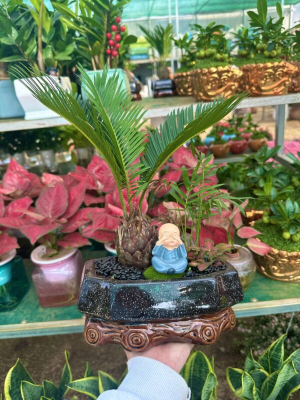 Cây Vạn Tuế