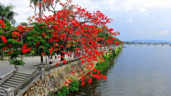 Cây Phượng Vàng, Phượng Đỏ, Phượng tím