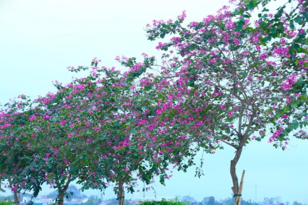 Cây Ban Tím - Hình ảnh 2