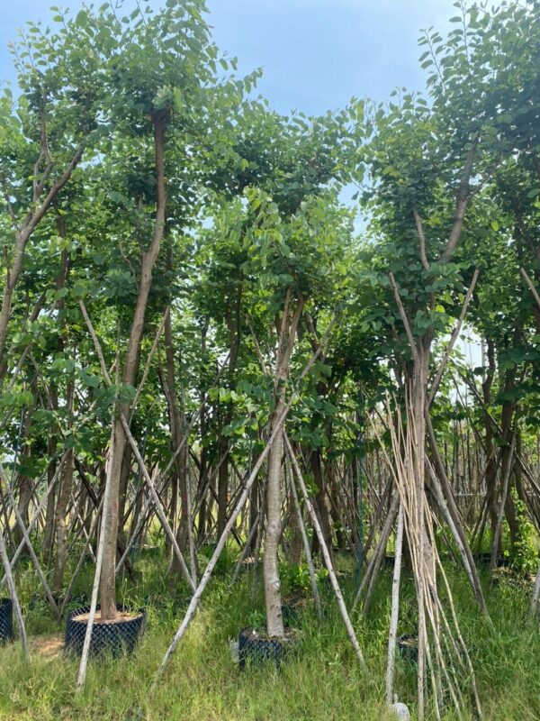 Cây Ban Tím - Hình ảnh 7