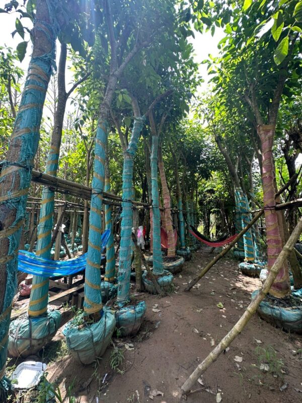 Cây Kèn Hồng - Hình ảnh 2