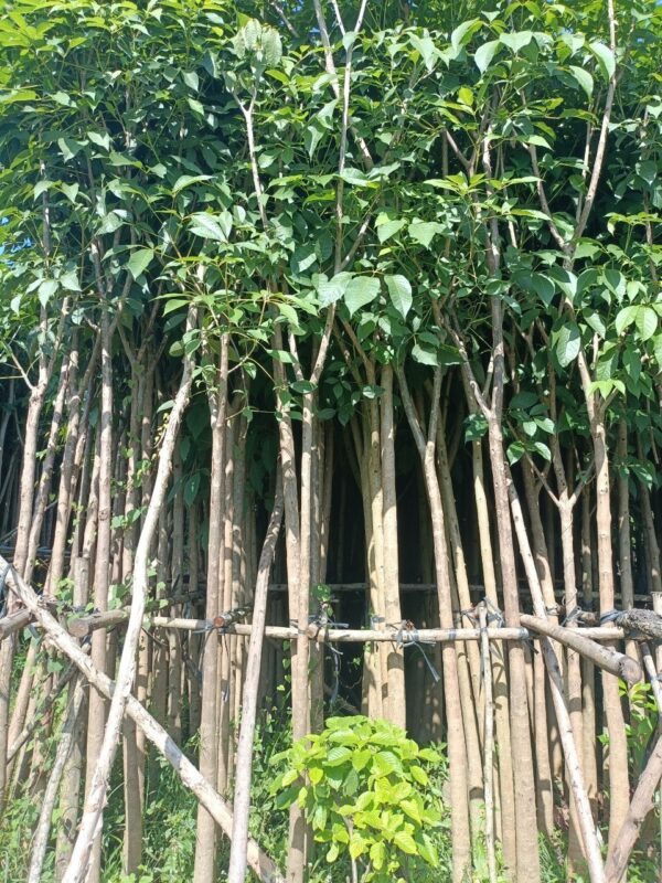 Cây Kèn Hồng - Hình ảnh 4