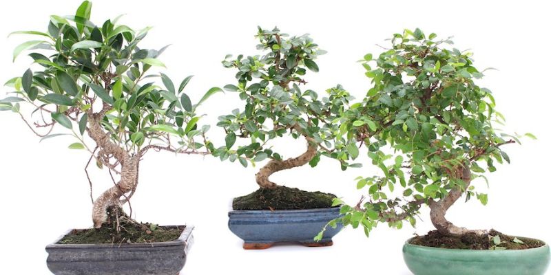 Dáng cây khi trồng trong chậu