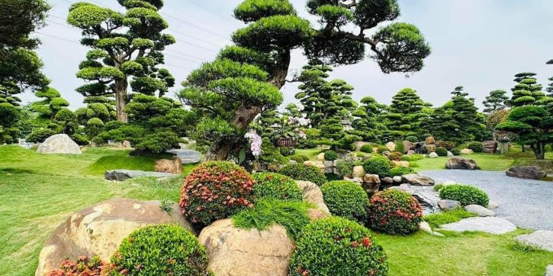 Vẻ đẹp của cây tùng la hán trồng ngoài trời